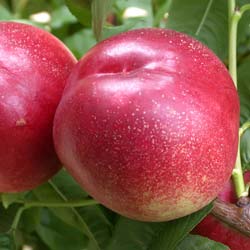 Nectarine tree with white flesh